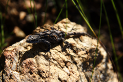 Urosaurus ornatus schottii