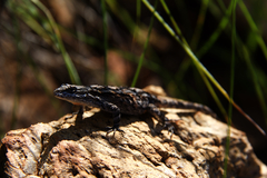 Urosaurus ornatus schottii