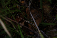 Urosaurus ornatus schottii