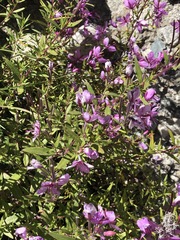 Chamaenerion colchicum