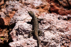 Urosaurus ornatus schottii