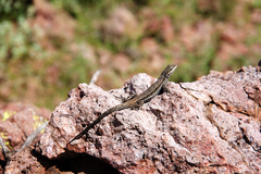 Urosaurus ornatus schottii