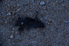 Urosaurus ornatus schottii