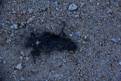 Urosaurus ornatus schottii