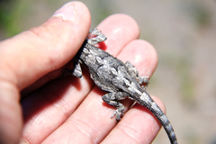 Urosaurus ornatus schottii