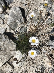 Tripleurospermum caucasicum