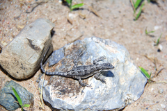 Urosaurus ornatus schottii