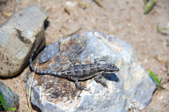 Urosaurus ornatus schottii