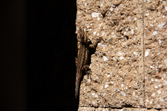 Urosaurus ornatus schottii