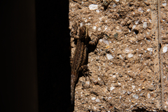 Urosaurus ornatus schottii