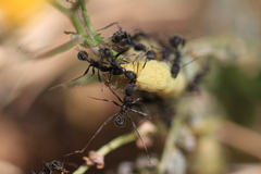 Aphaenogaster senilis