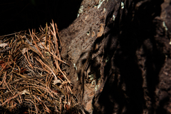 Urosaurus ornatus schottii