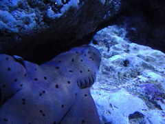 Hemiscylliidae