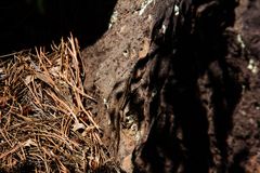 Urosaurus ornatus schottii