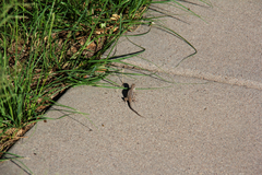 Urosaurus ornatus schottii