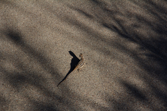 Urosaurus ornatus schottii