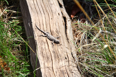 Urosaurus ornatus schottii