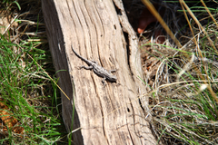 Urosaurus ornatus schottii