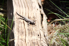 Urosaurus ornatus schottii