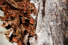 Urosaurus ornatus schottii