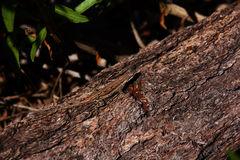 Urosaurus ornatus schottii