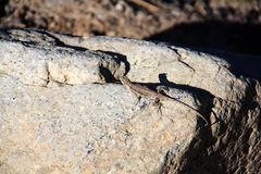 Urosaurus ornatus schottii