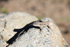 Urosaurus ornatus schottii