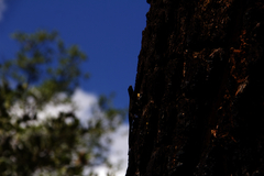 Urosaurus ornatus schottii