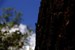 Urosaurus ornatus schottii