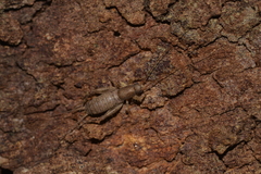 Mogoplistinae