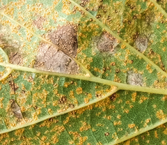 Melampsoridium betulinum