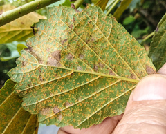 Melampsoridium betulinum