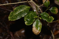 Olea paniculata