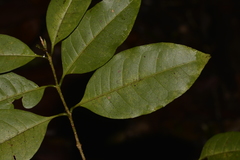 Olea paniculata