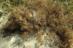 Cladostephus hirsutus