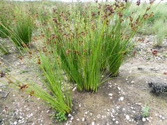 Bobartia longicyma