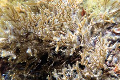 Cladostephus hirsutus