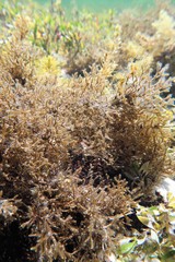 Cladostephus hirsutus