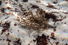 Cladostephus hirsutus