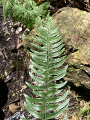 Polystichum acutidens