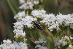 Tanyochraethes clathratus