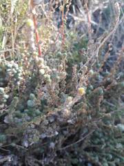 Camphorosma monspeliaca