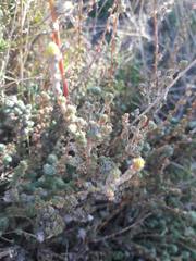 Camphorosma monspeliaca