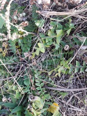Hyoseris radiata