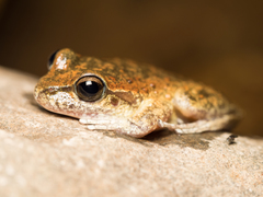 Ranoidea booroolongensis