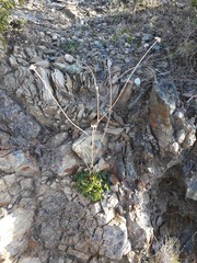 Bituminaria bituminosa