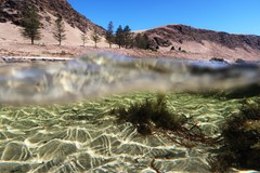 Cladostephus hirsutus