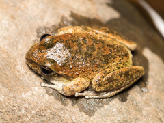 Ranoidea booroolongensis