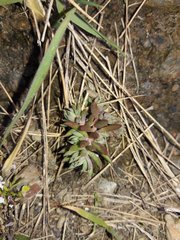 Petrosedum sediforme