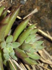 Petrosedum sediforme